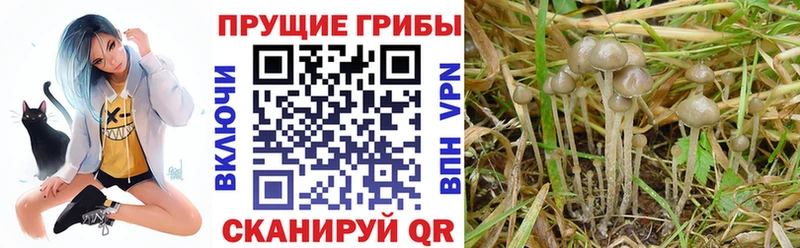 купить наркотик Болотное Галлюциногенные грибы Cubensis